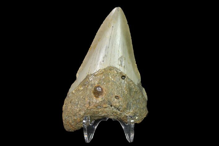 Fossil Megalodon Tooth - North Carolina #130045
